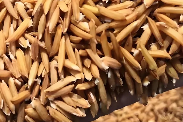 杂交水稻和普通水稻的区别,性质和谷壳厚度均不同