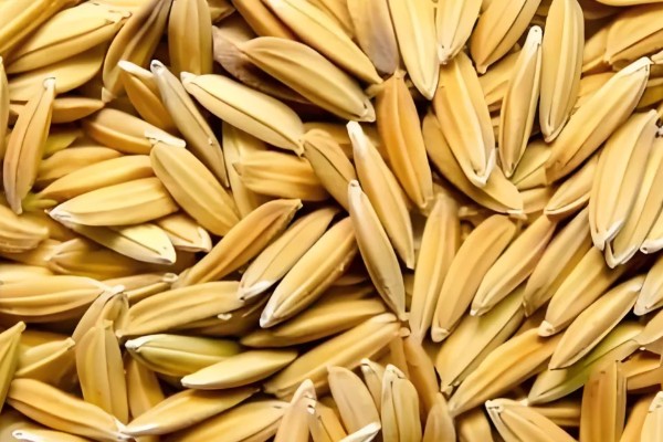 杂交水稻和普通水稻的区别,性质和谷壳厚度均不同