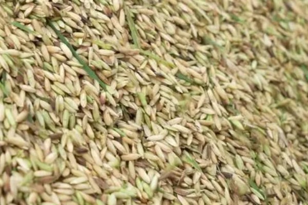 杂交水稻和普通水稻的区别,性质和谷壳厚度均不同