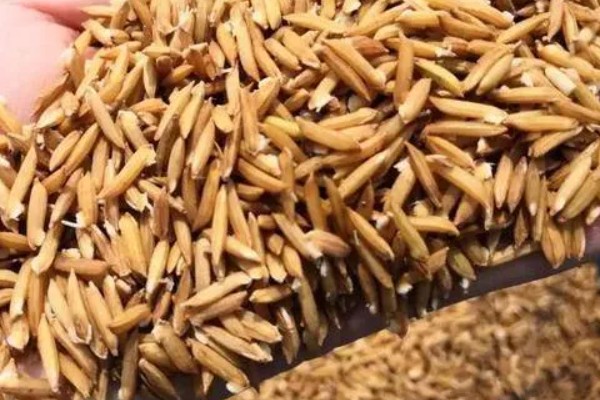 杂交水稻和普通水稻的区别,性质和谷壳厚度均不同