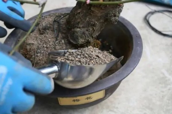 梅花的养殖的方法,每隔1-2年换一次盆土