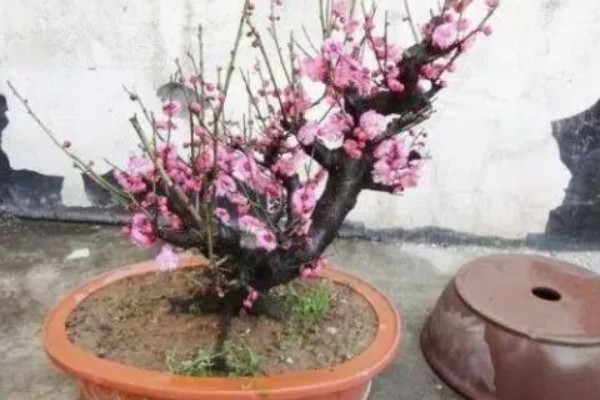 梅花的养殖的方法,每隔1-2年换一次盆土
