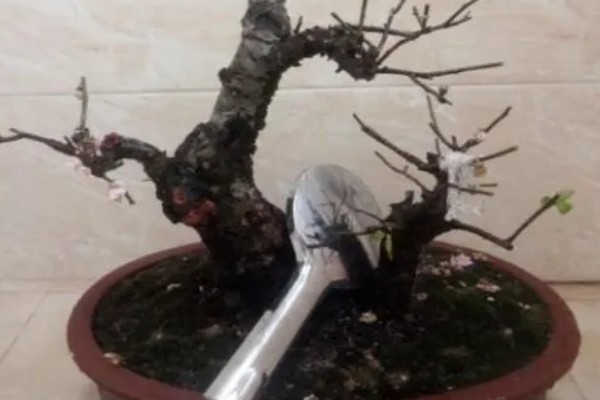 梅花的养殖的方法,每隔1-2年换一次盆土