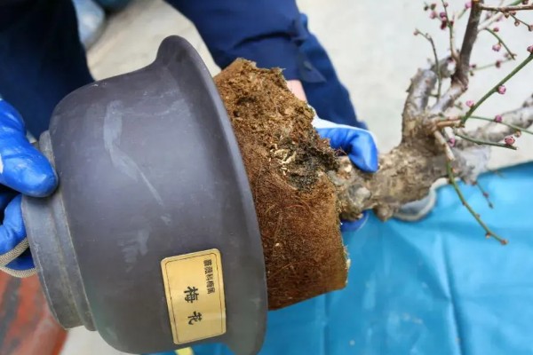梅花的养殖的方法,每隔1-2年换一次盆土