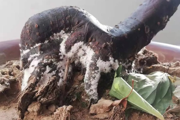 梅花的养殖的方法,每隔1-2年换一次盆土