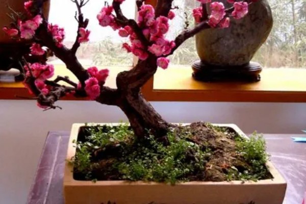 梅花的养殖的方法,每隔1-2年换一次盆土