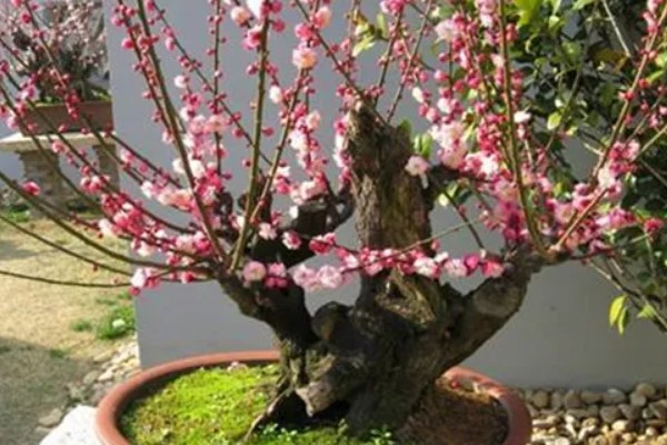 梅花的养殖的方法,每隔1-2年换一次盆土