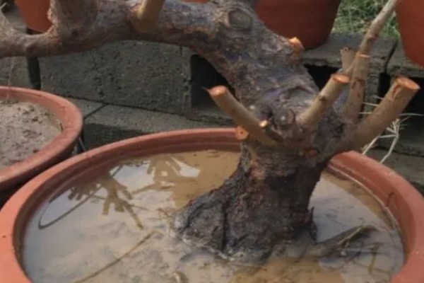 梅花的养殖的方法,每隔1-2年换一次盆土