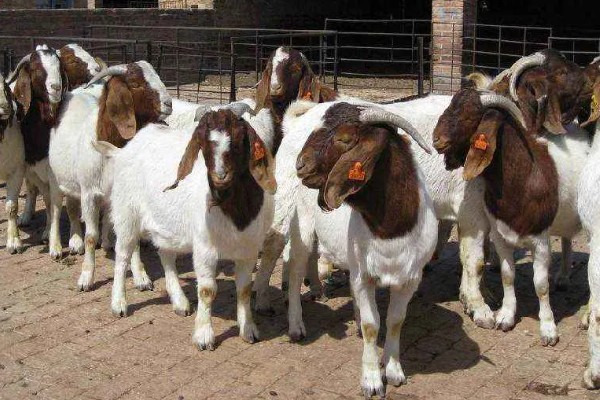 波尔山羊如何养殖,应选择正规厂家购买种羊