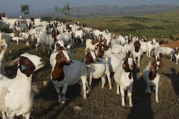 波尔山羊如何养殖,应选择正规厂家购买种羊