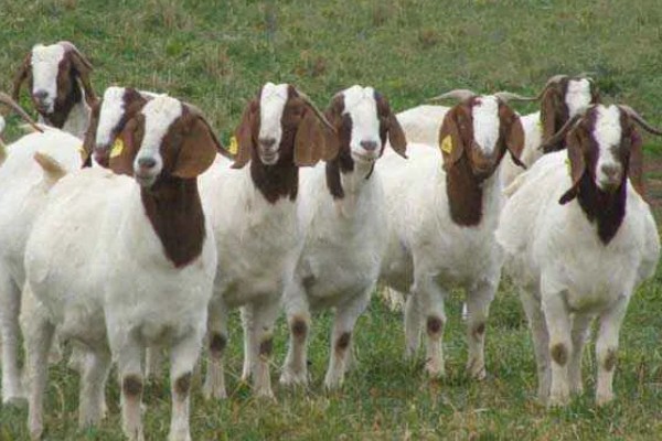 波尔山羊如何养殖,应选择正规厂家购买种羊