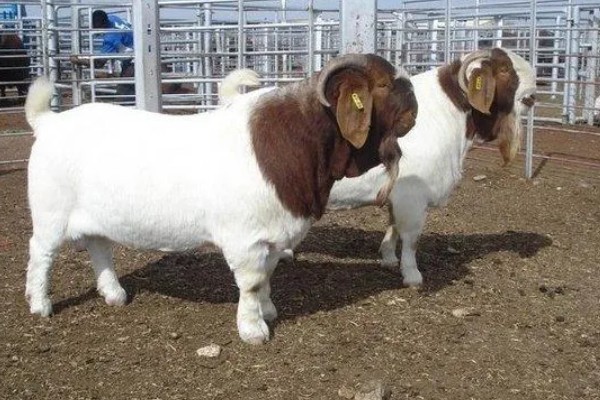 波尔山羊如何养殖,应选择正规厂家购买种羊