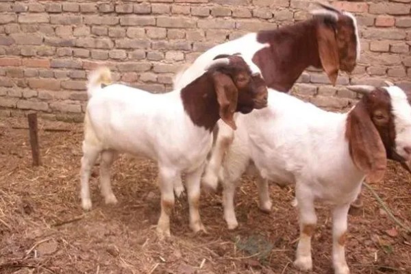波尔山羊如何养殖,应选择正规厂家购买种羊
