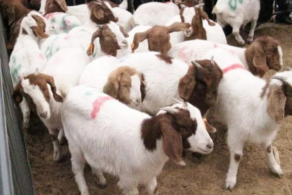 波尔山羊如何养殖,应选择正规厂家购买种羊