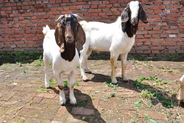 波尔山羊如何养殖,应选择正规厂家购买种羊