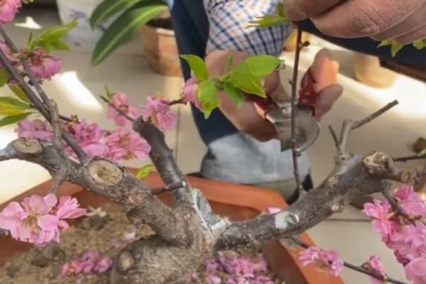 梅花的养殖的方法,每隔1-2年换一次盆土