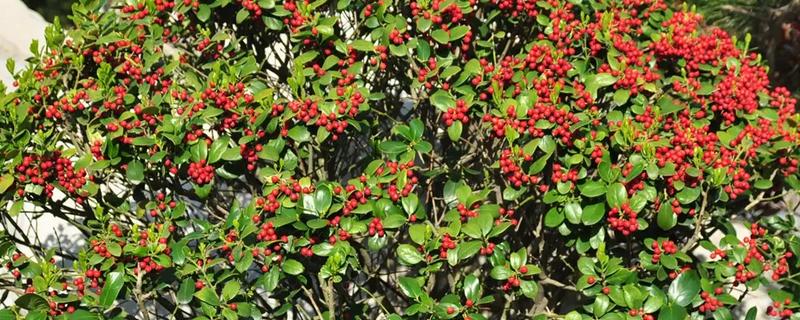 无刺构骨和火棘有何区别,科属、叶片、花朵等方面均不同