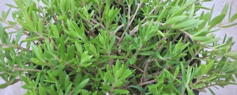 垂盆草的别称，具有石指甲、佛指甲等叫法