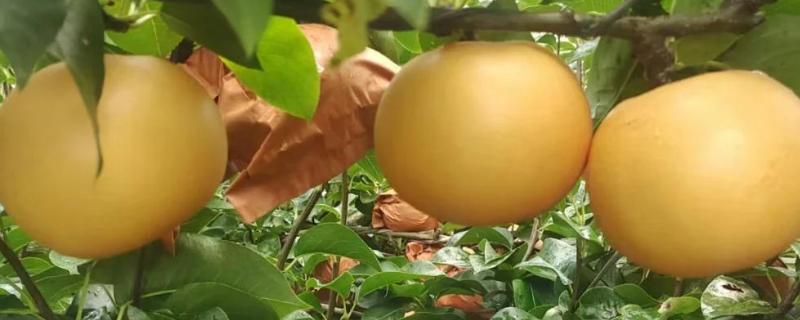 一年生的秋月梨树如何修剪，可以分为冬剪和春剪