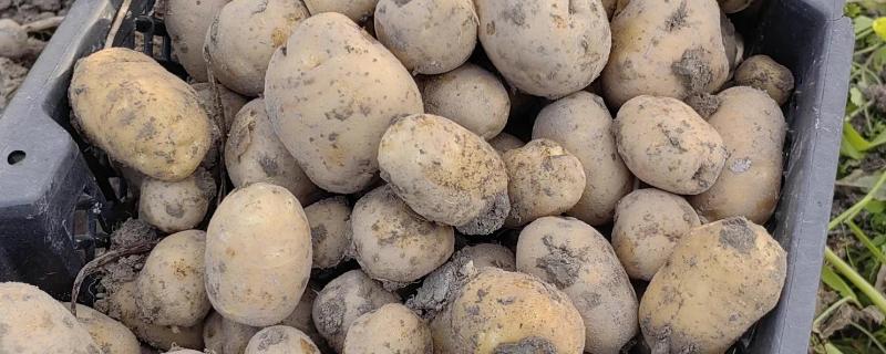 保存土豆有哪些注意事项,一定要忌高温、水多等
