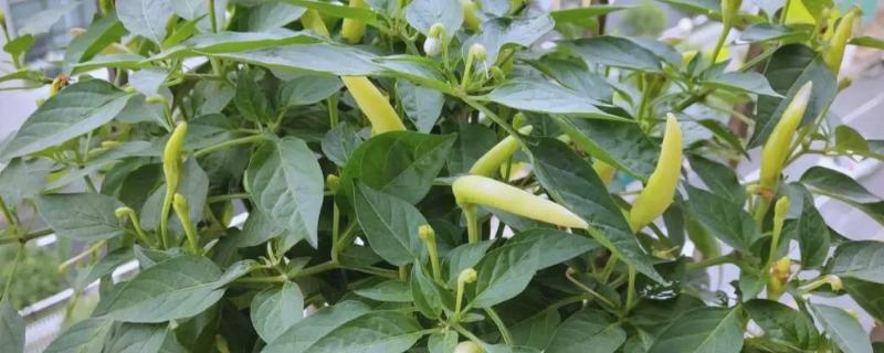 阳台上种辣椒怎样授粉，可利用风力来给辣椒授粉