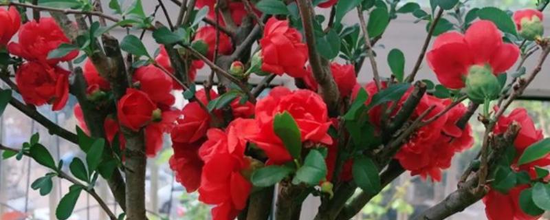 长寿乐海棠的开放次数，通常是一年开放一次