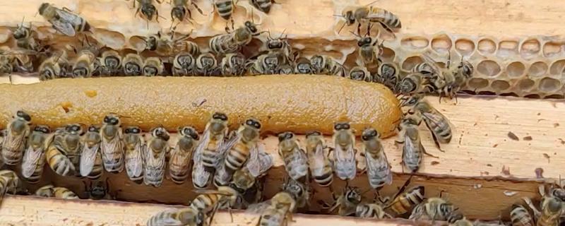 蜜蜂快速秋繁方法，把强群的封盖子脾调给弱群可增强群势