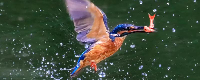 翠鸟的食物，主食小型鱼类