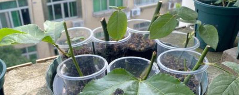百香果的插枝时间，在4-5月份插枝更容易成活