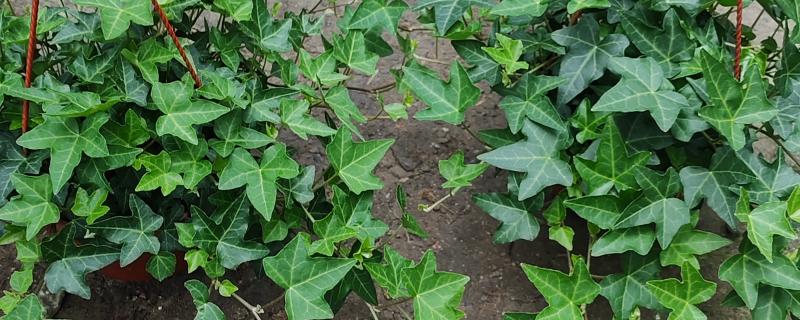 有哪些不开花的植物，有常春藤、散尾葵等