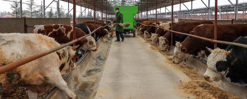 科学养牛的方法，选择良种是获得效益的关键