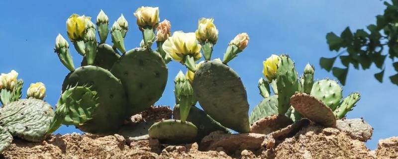 常见的植物品种，常见的有仙人掌、绿萝等