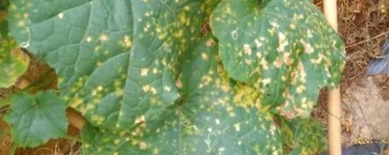 雨季容易出现的病害，主要有霜霉病、炭疽病等