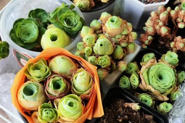 山地玫瑰能叶插吗,山地玫瑰不能叶插