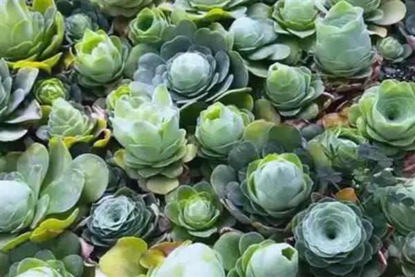 山地玫瑰能叶插吗,山地玫瑰不能叶插