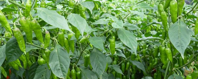 我国的辣椒产地，主产于湖南、四川、贵州等省份