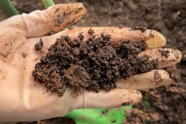 口红吊兰的养殖方法，选用紫砂盆种植最佳