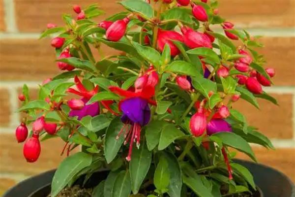 口红吊兰的养殖方法，选用紫砂盆种植最佳