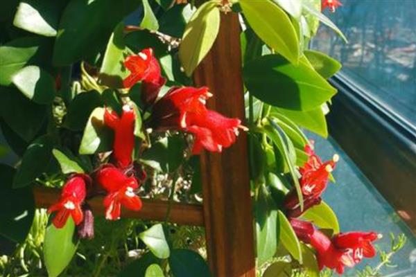 口红吊兰的养殖方法，选用紫砂盆种植最佳