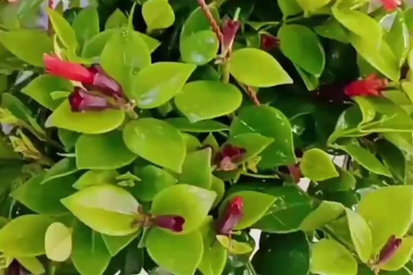 口红吊兰的养殖方法，选用紫砂盆种植最佳