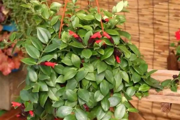 口红吊兰的养殖方法，选用紫砂盆种植最佳