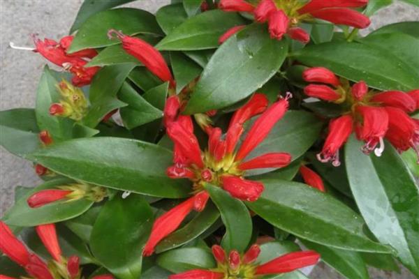 口红吊兰的养殖方法，选用紫砂盆种植最佳