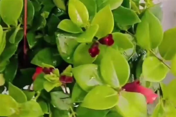 口红吊兰的养殖方法，选用紫砂盆种植最佳