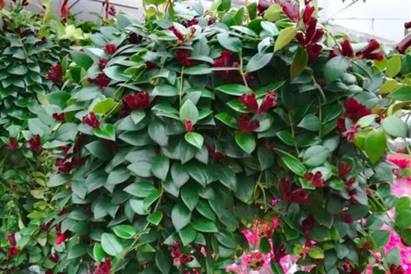 口红吊兰的养殖方法，选用紫砂盆种植最佳