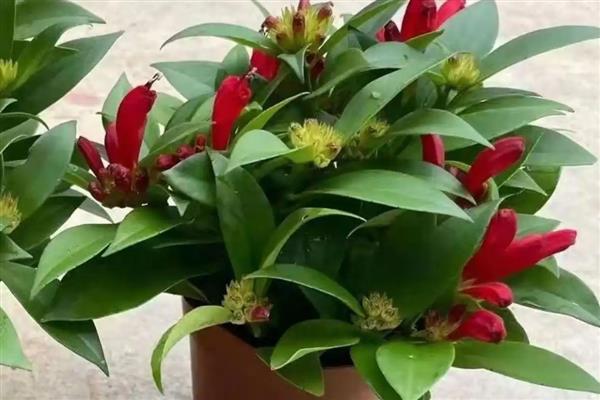 口红吊兰的养殖方法，选用紫砂盆种植最佳