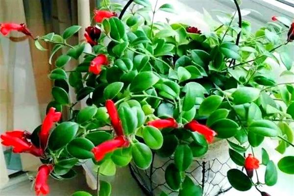 口红吊兰的养殖方法，选用紫砂盆种植最佳