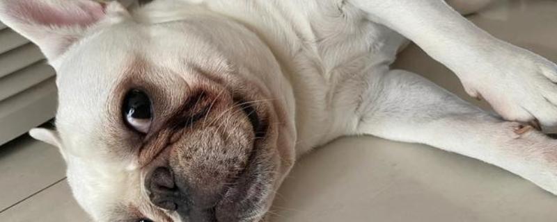 狗狗泪痕是如何形成的，是先天鼻泪管狭窄引起的