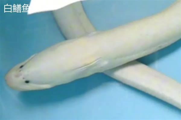 鳗鱼和白鳝鱼的区别是什么，外观和产地均不同