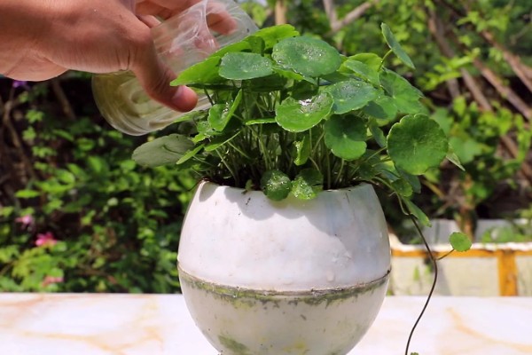 土培铜钱草的养殖方法，每隔3天浇灌一次水分