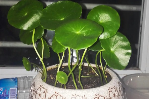 土培铜钱草的养殖方法，每隔3天浇灌一次水分